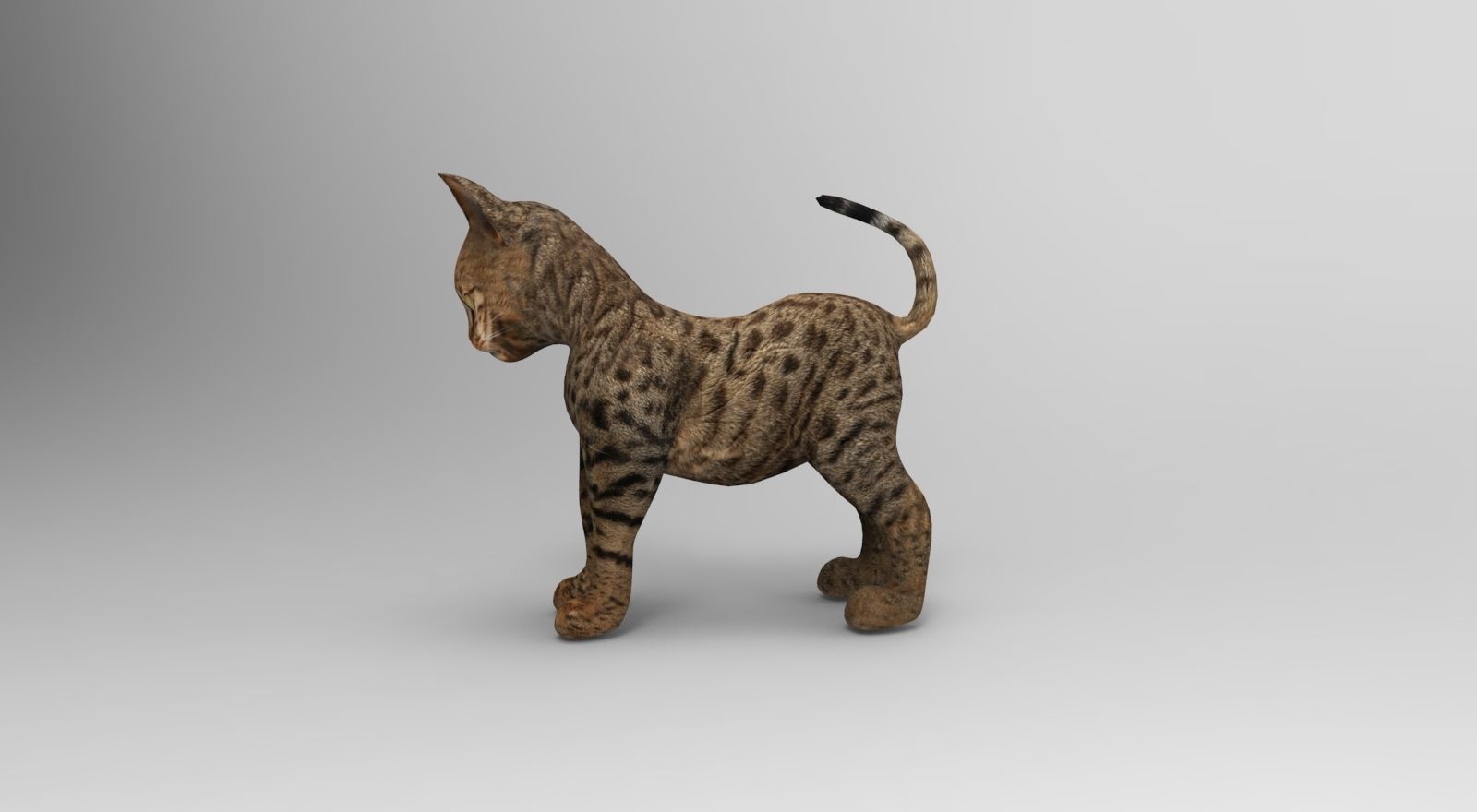 Cute Cat Rigged Low-poly 3D model_18