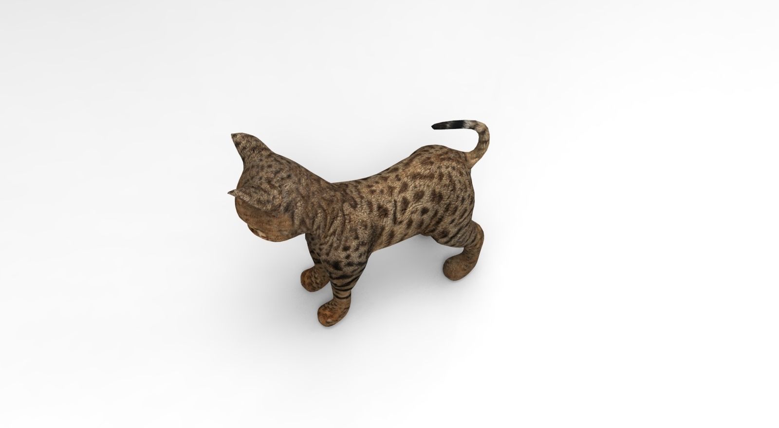 Cute Cat Rigged Low-poly 3D model_20