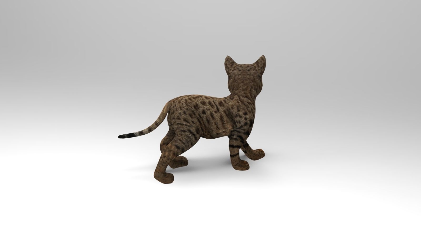 Cute Cat Rigged Low-poly 3D model_6