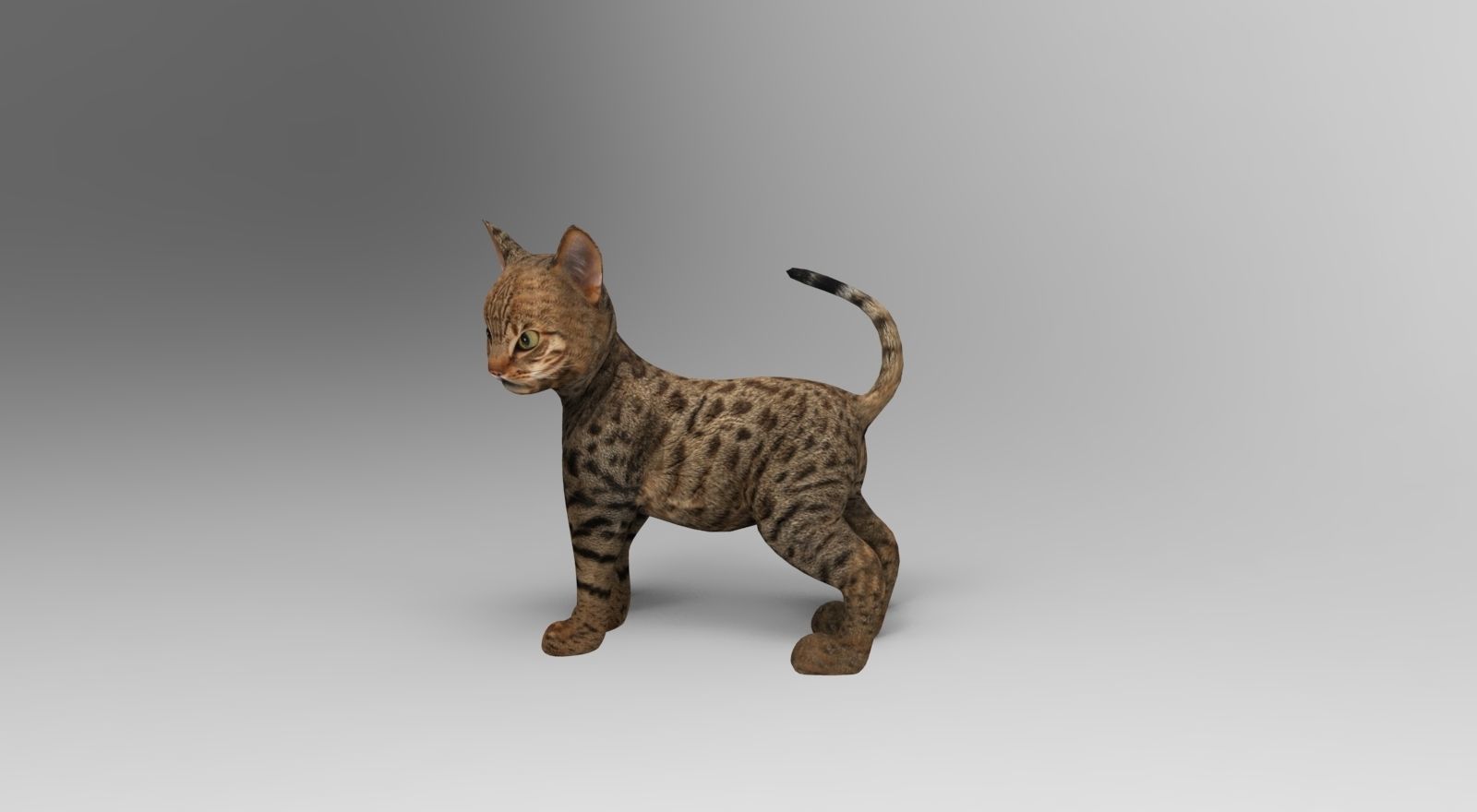 Cute Cat Rigged Low-poly 3D model_10