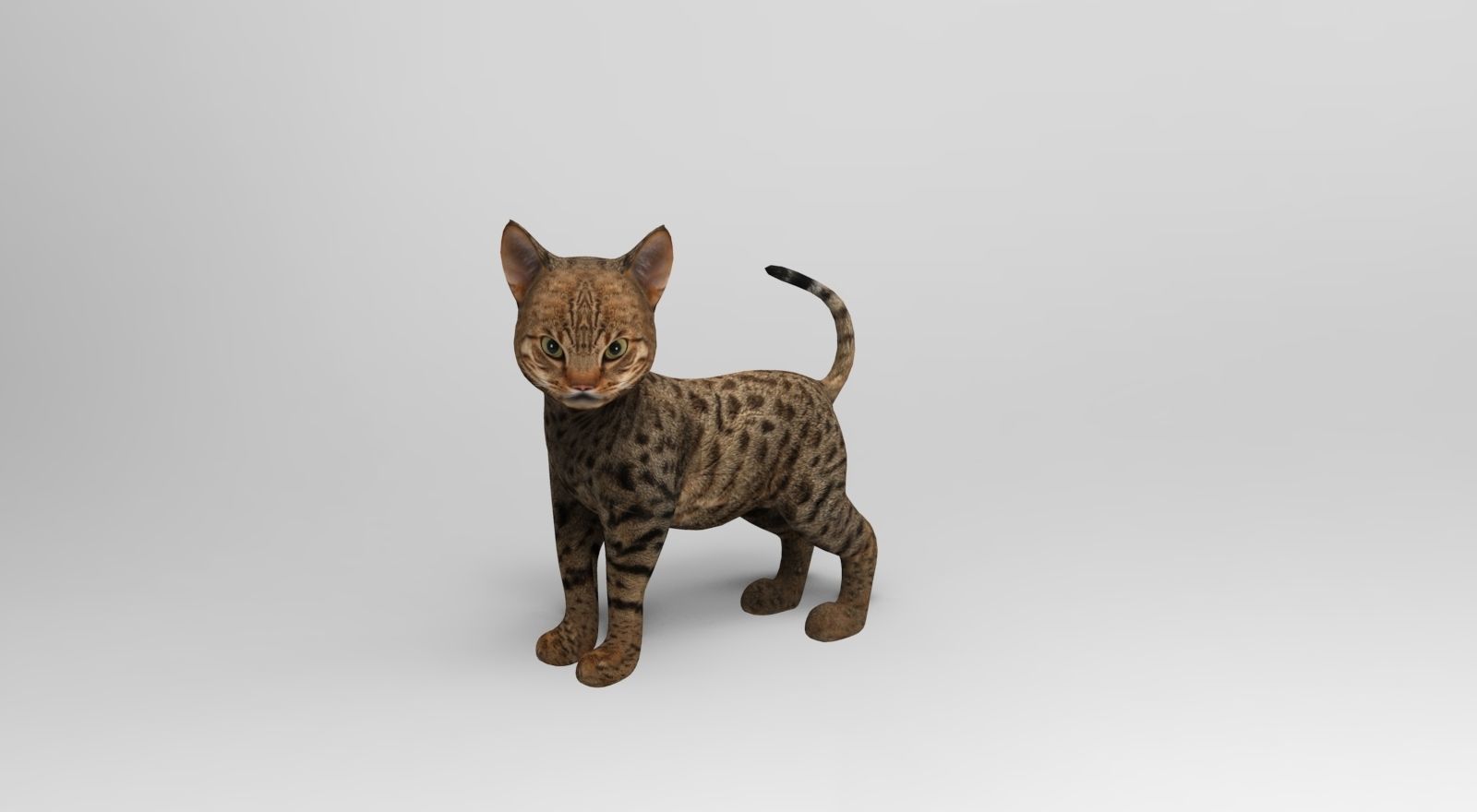 Cute Cat Rigged Low-poly 3D model_8
