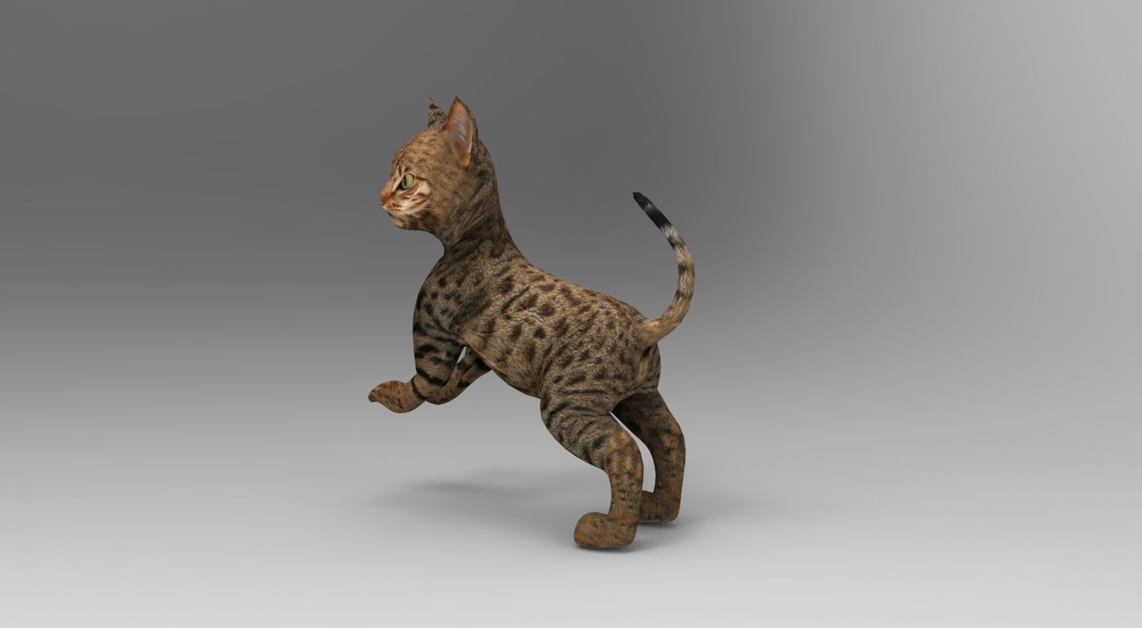 Cute Cat Rigged Low-poly 3D model_23