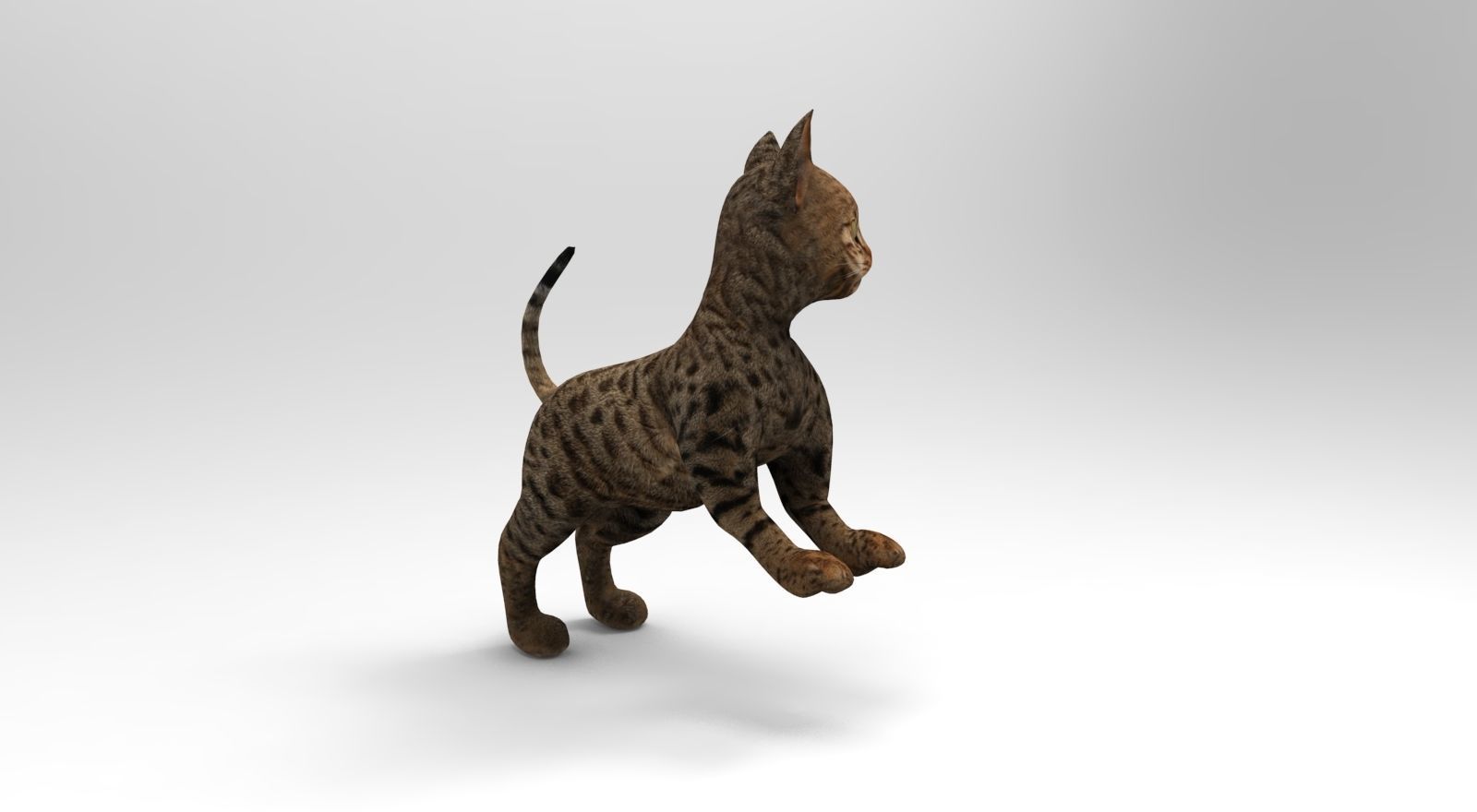 Cute Cat Rigged Low-poly 3D model_24