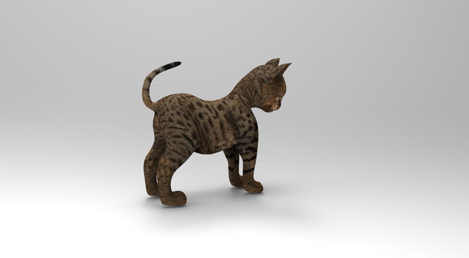 Cute Cat Rigged Low-poly 3D model_17