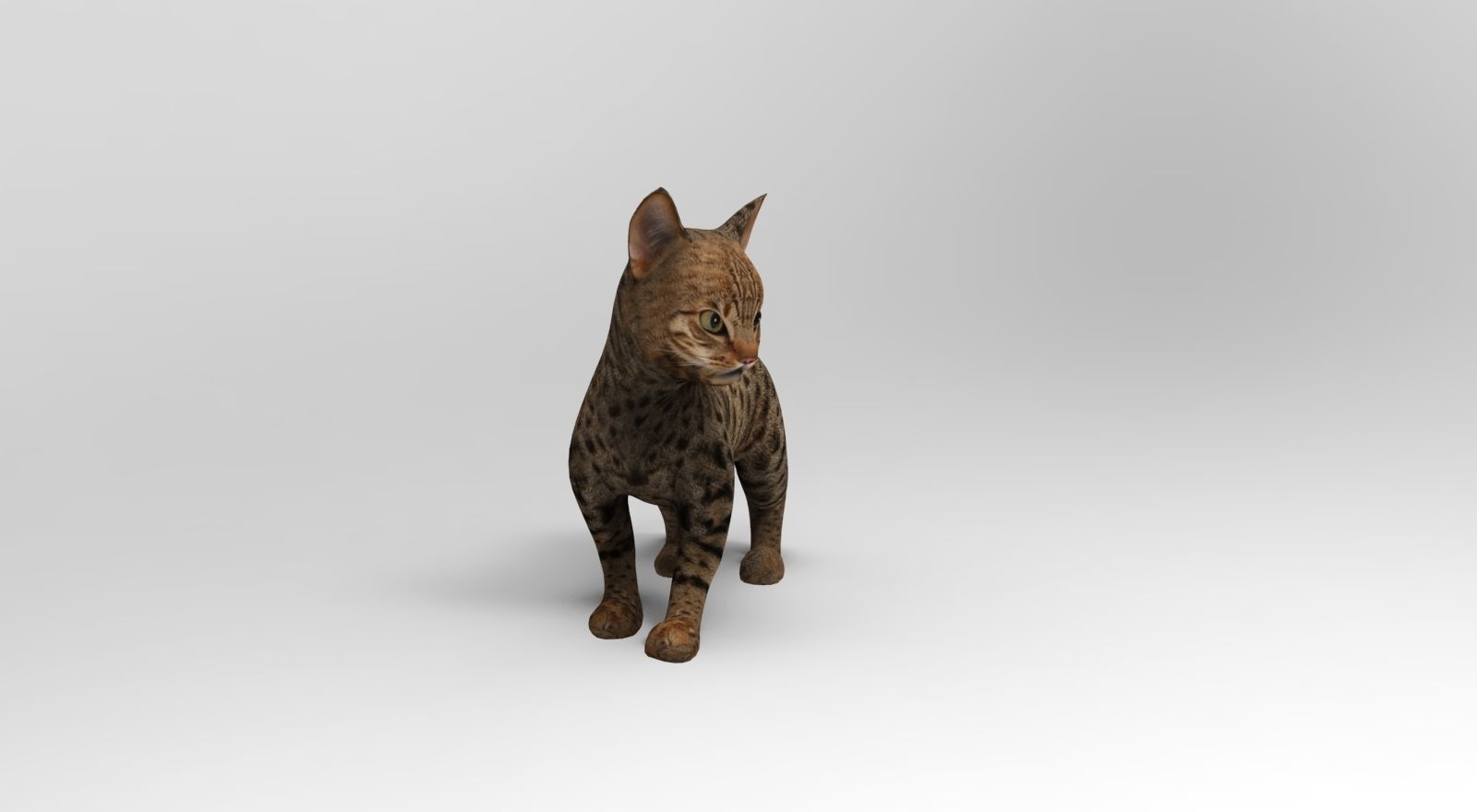 Cute Cat Rigged Low-poly 3D model_5