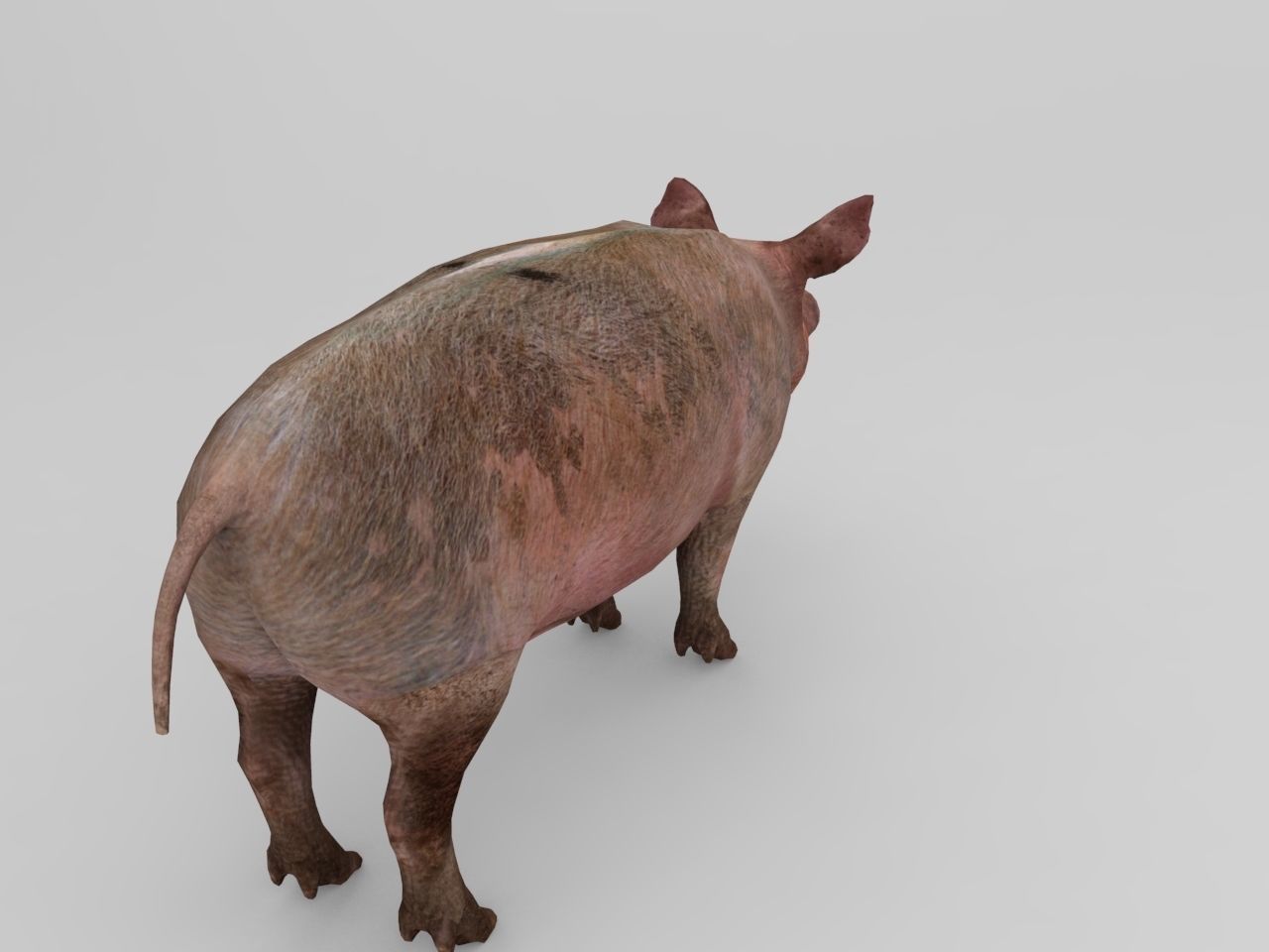 Pig Rigged Model  Low-poly 3D model_4