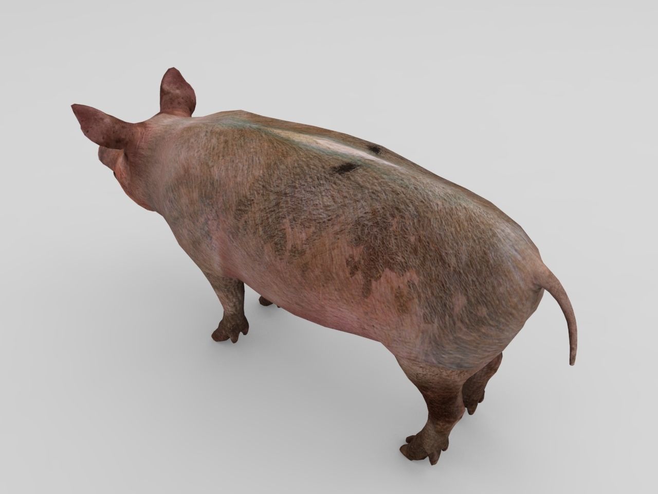 Pig Rigged Model  Low-poly 3D model_2