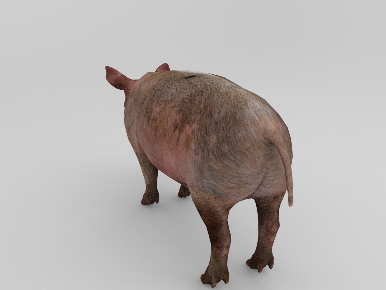 Pig Rigged Model  Low-poly 3D model_3