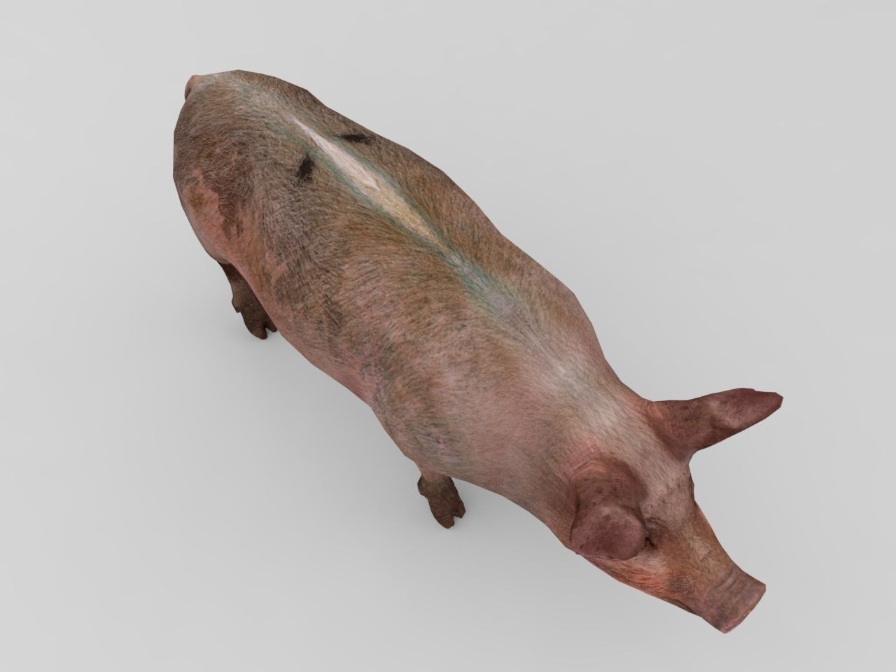 Pig Rigged Model  Low-poly 3D model_8