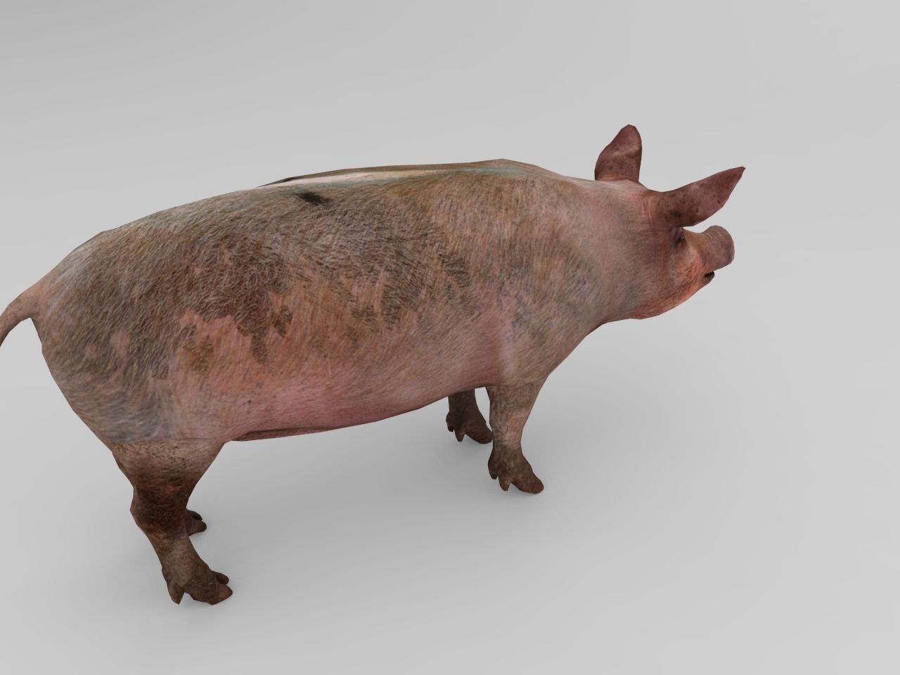 Pig Rigged Model  Low-poly 3D model_5