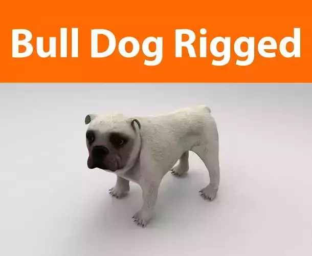 Bull Dog rigged