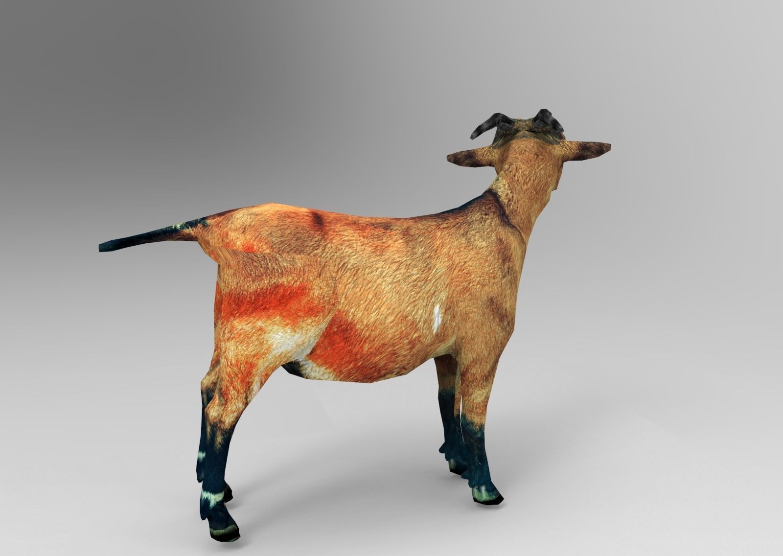 Red Goat Rigged  Low-poly 3D model_4