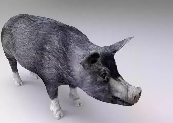 Black Pig Rigged  Low-poly 3D model