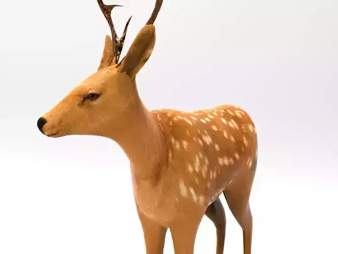 Cute Deer Rigged 