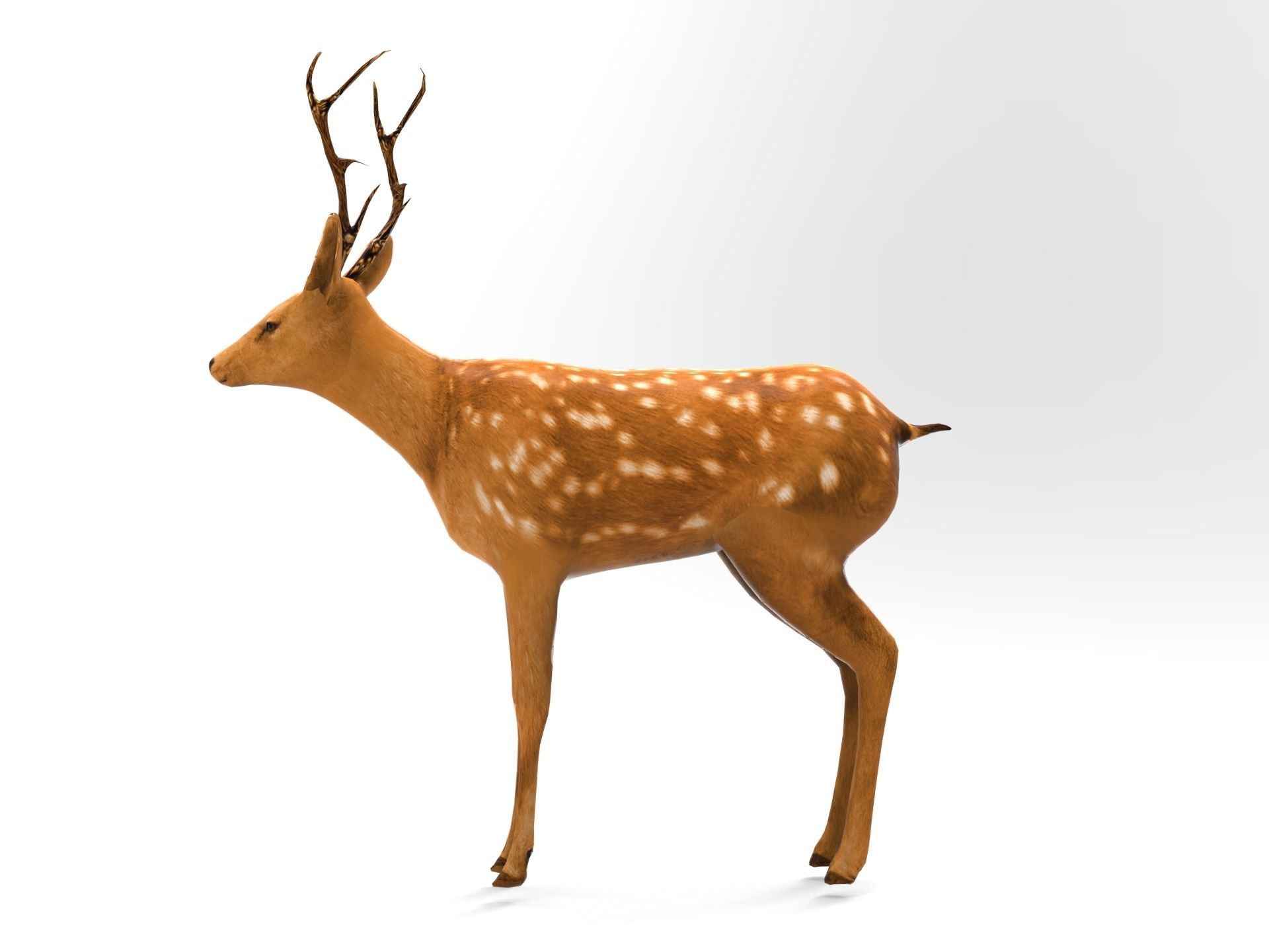 Cute Deer Rigged Low-poly 3D model_12