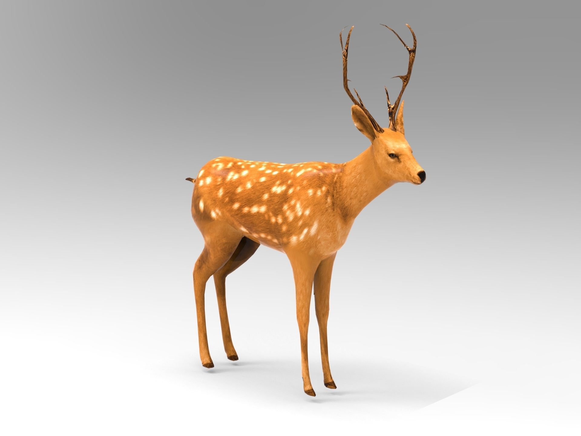 Cute Deer Rigged Low-poly 3D model_13