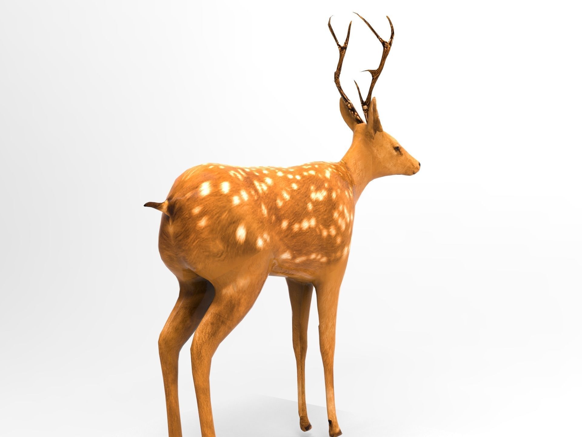 Cute Deer Rigged Low-poly 3D model_5