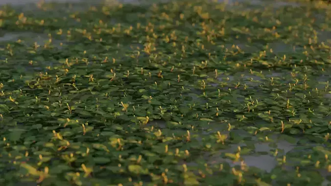 Lowpoly Little Plant