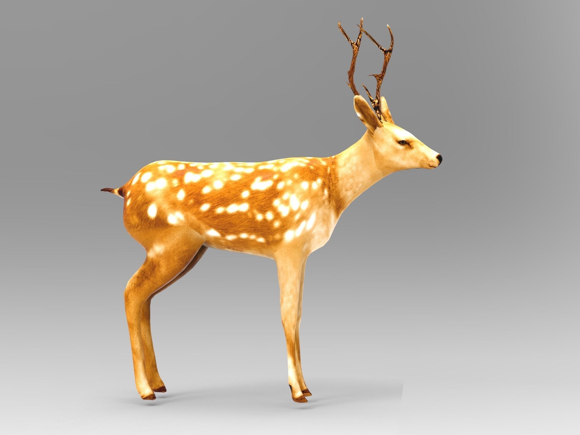 Deer Rigged Low-poly 3D model_14