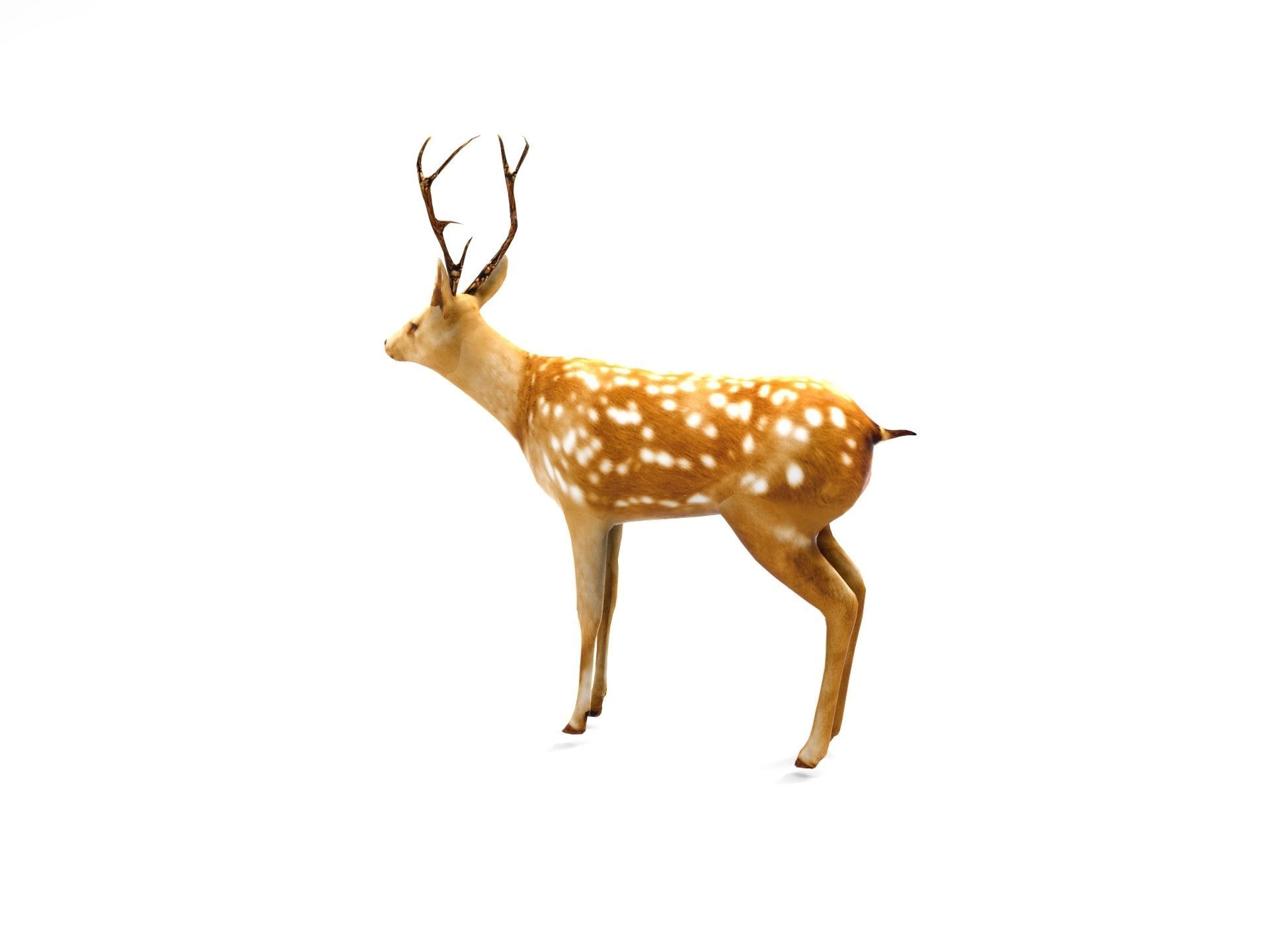 Deer Rigged Low-poly 3D model_4