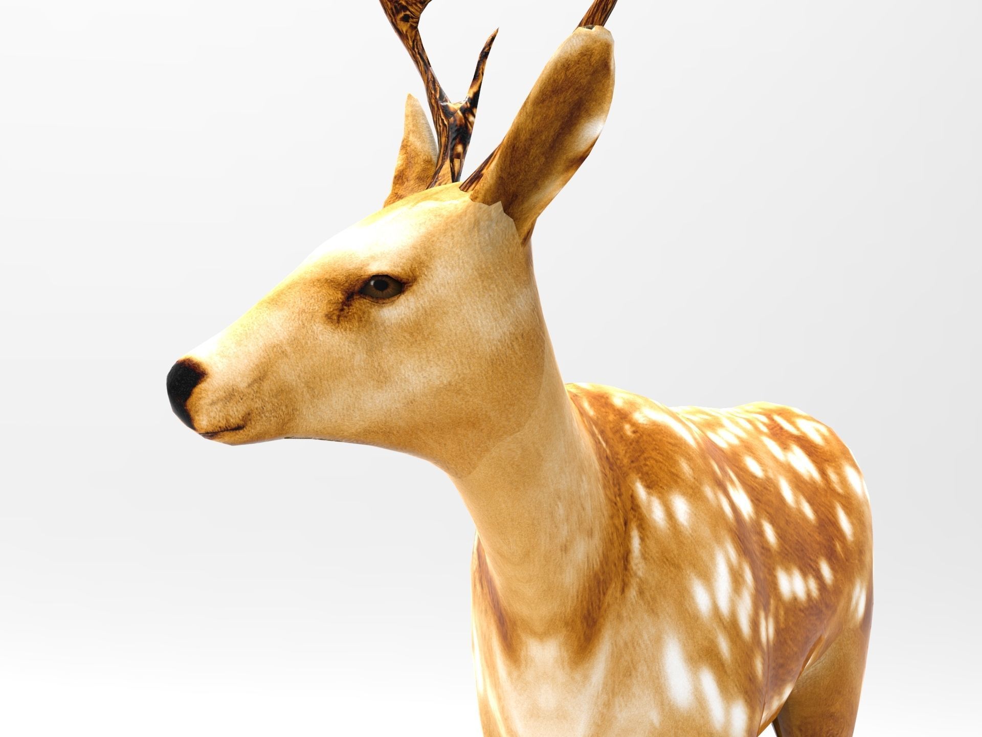 Deer Rigged Low-poly 3D model_5