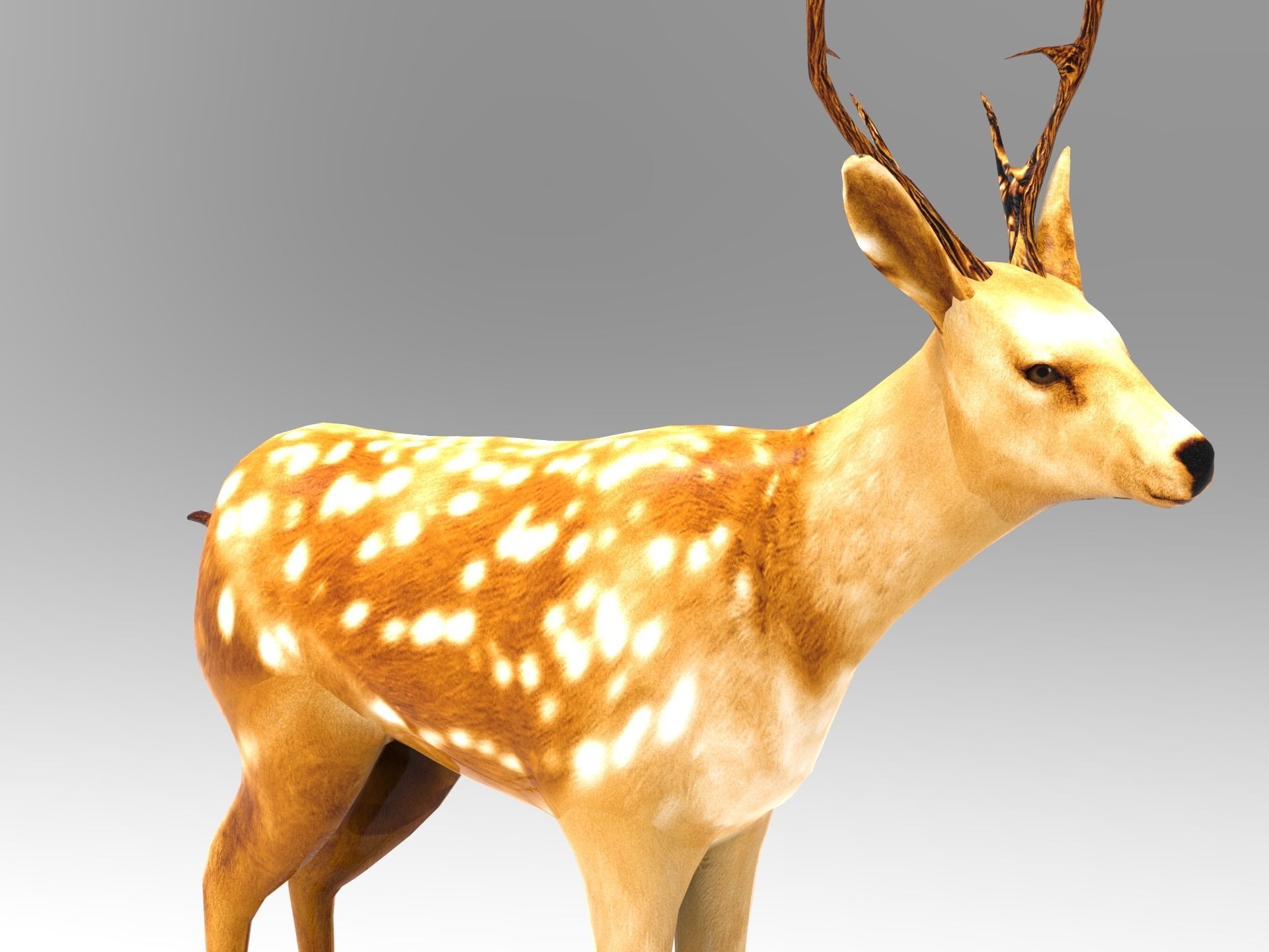 Deer Rigged Low-poly 3D model_6