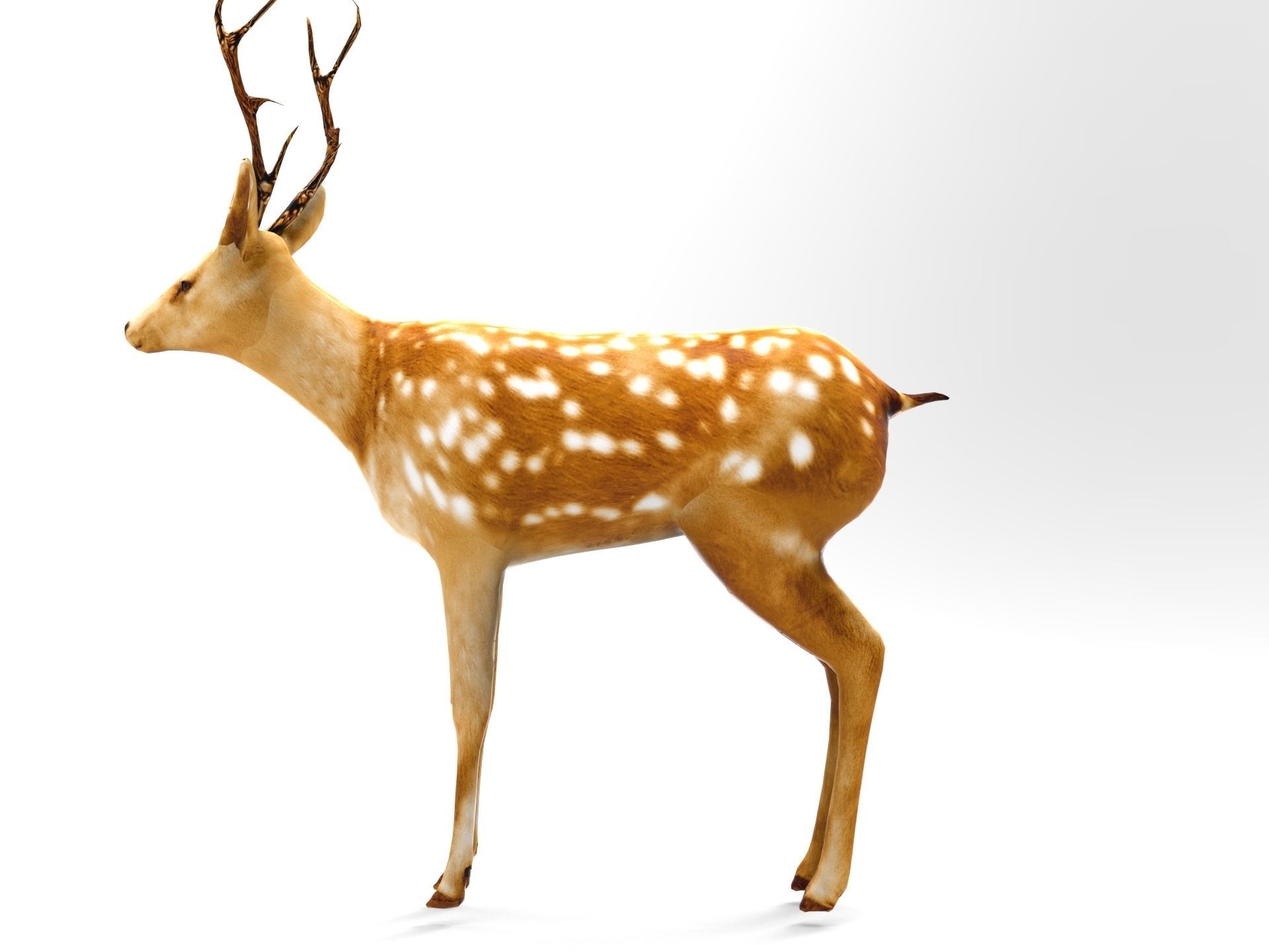 Deer Rigged Low-poly 3D model_13