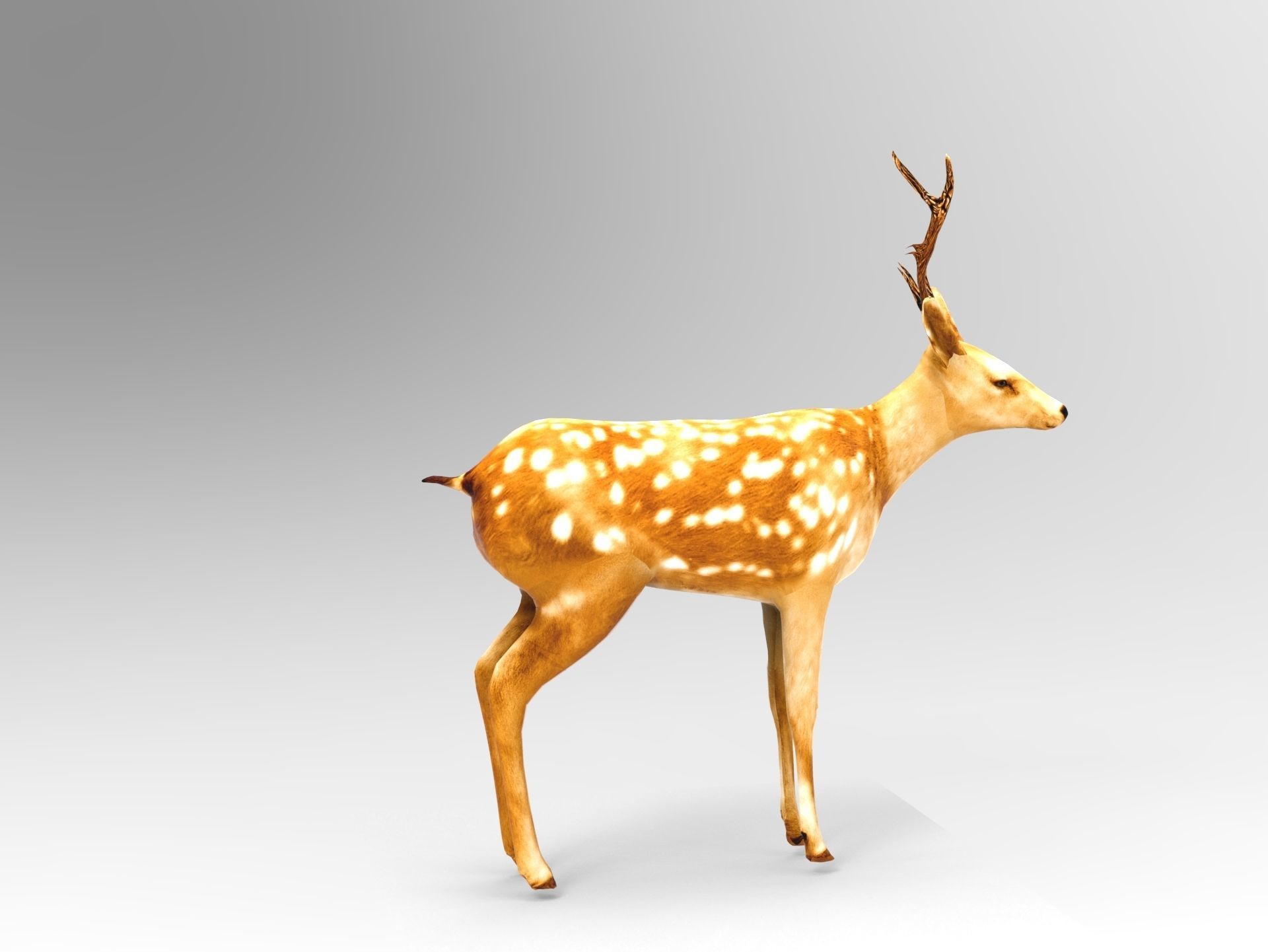 Deer Rigged Low-poly 3D model_2