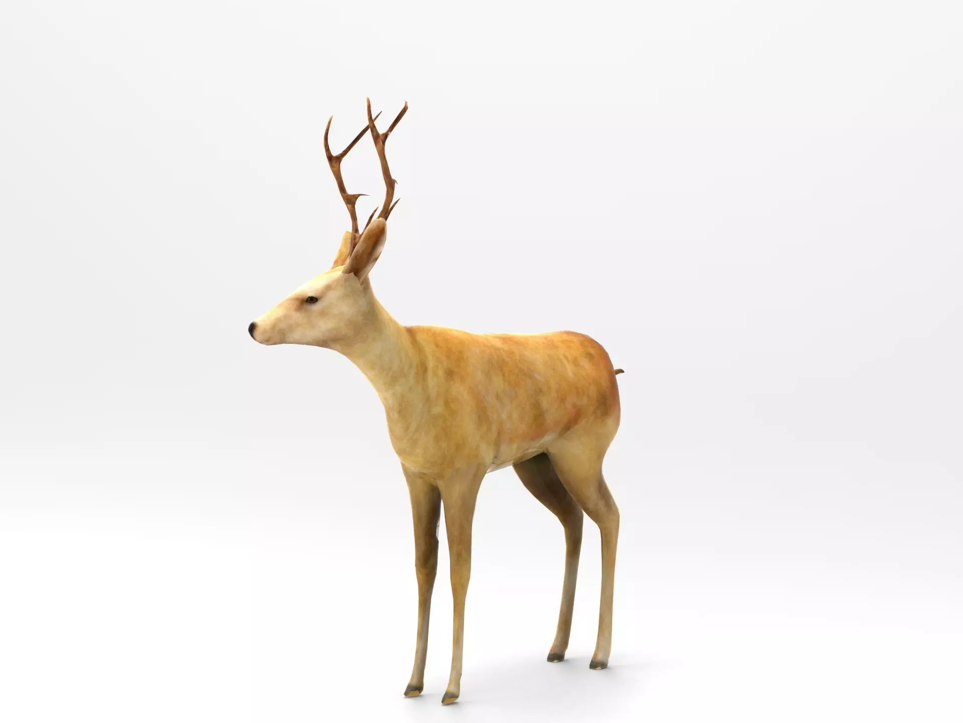 Deer Rigged Low-poly 3D model