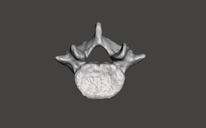Fifth lumbar vertebra - female Free 3D model