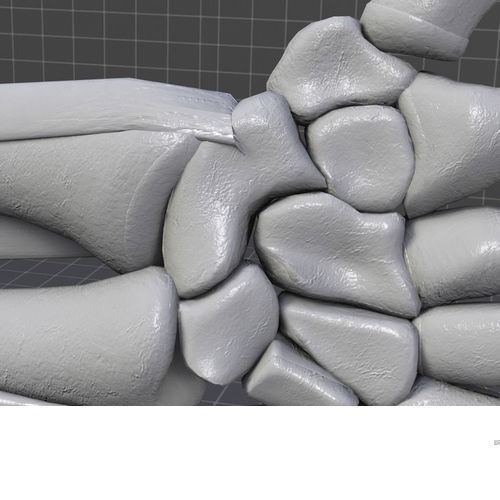 Hueso De La Mano Free low-poly 3D model_0