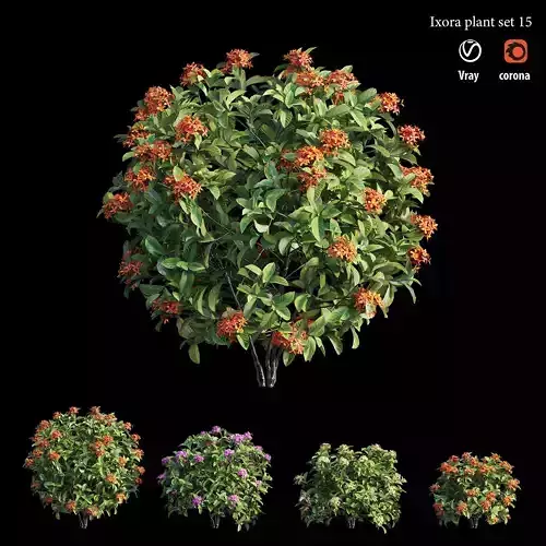 Ixora plant set 15 3D model