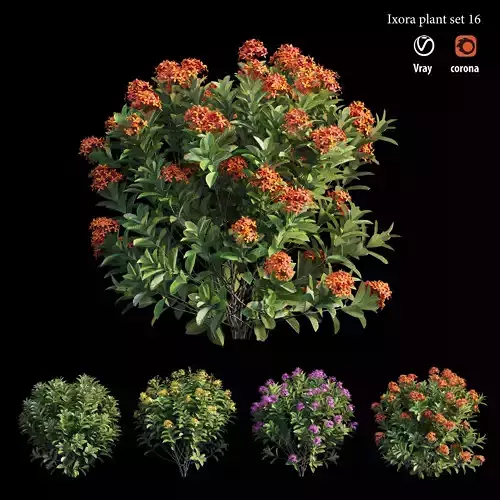 Ixora plant set 16 3D model