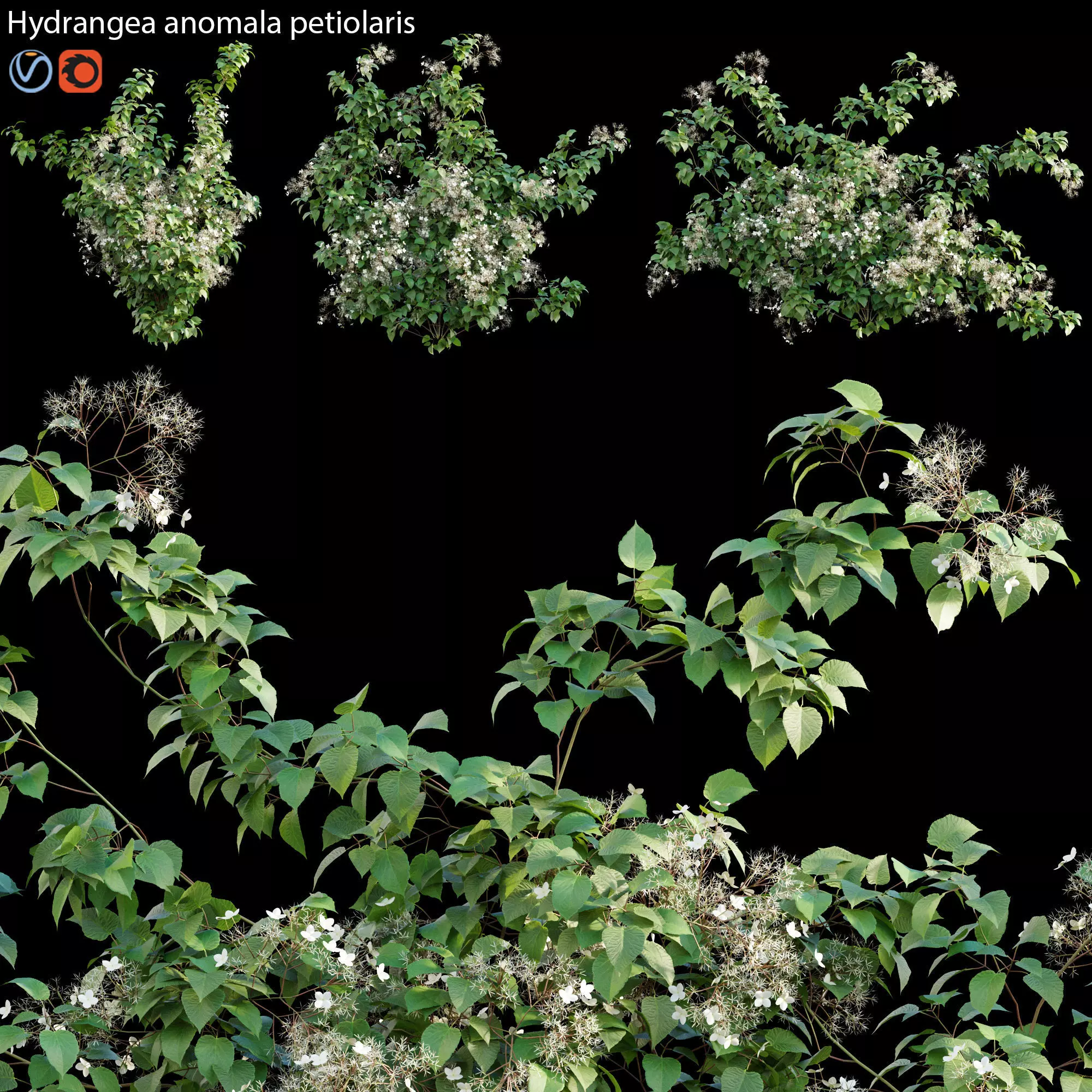 Hydrangea anomala petiolaris - Climbing Hydrangea 02 3D model_0