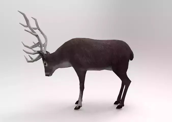 Gray Deer Rigged 