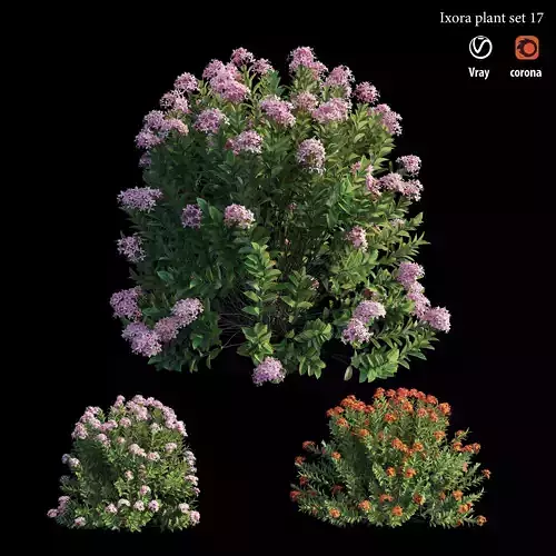 Ixora plant set 17 3D model
