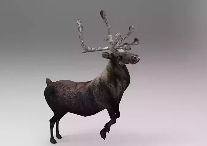 Black Reindeer Rigged 