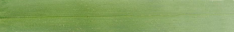 Cattail Low-poly 3D model grass in field Low-poly 3D model_8