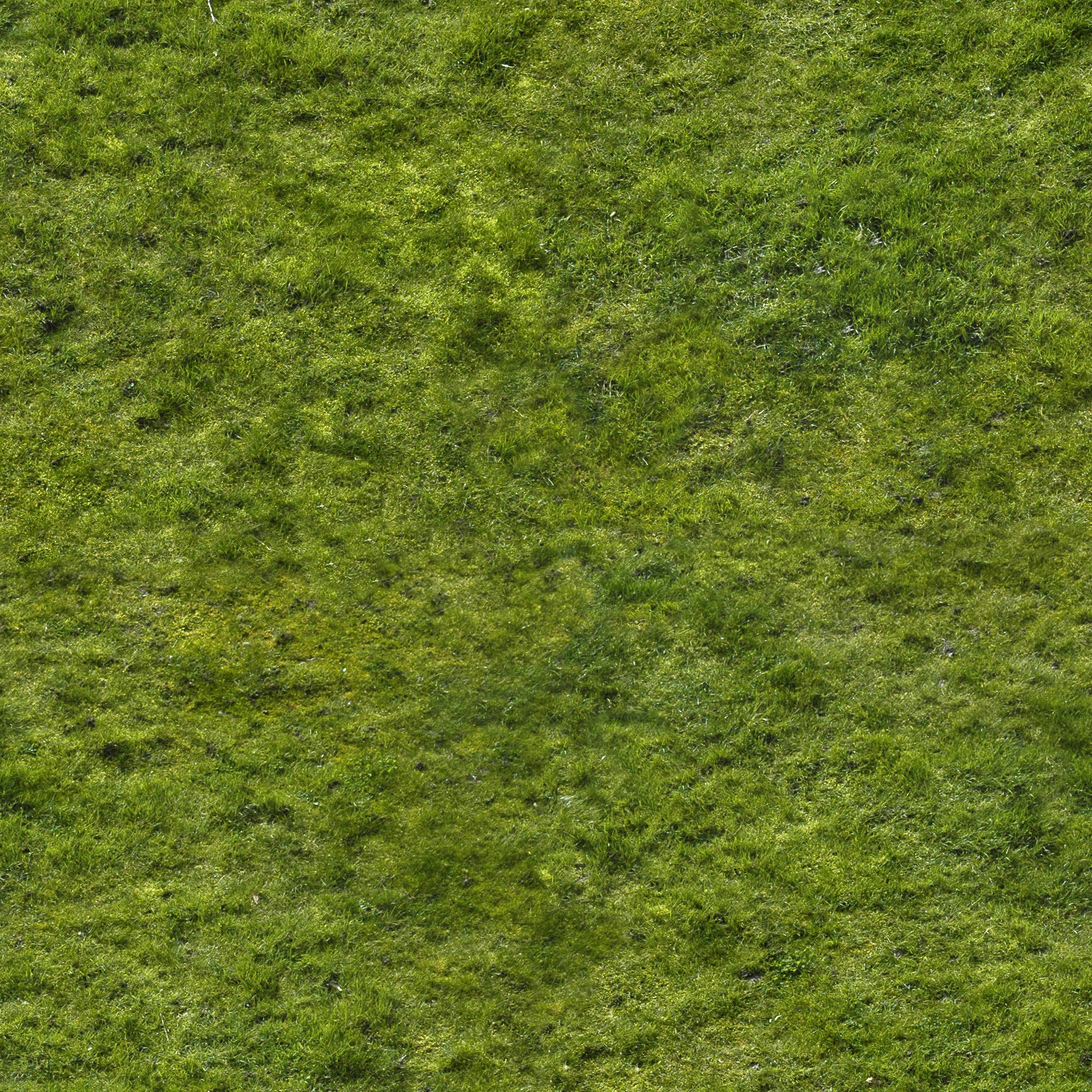 Cattail Low-poly 3D model grass in field Low-poly 3D model_6