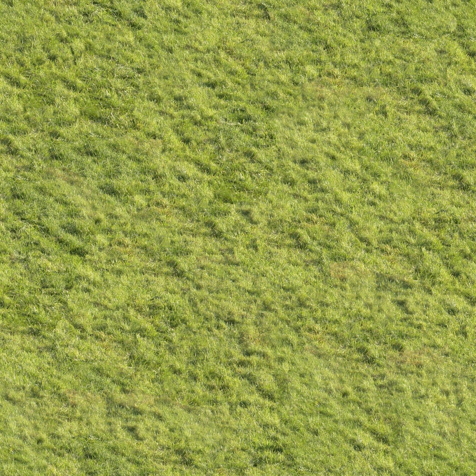 Cattail Low-poly 3D model grass in field Low-poly 3D model_7