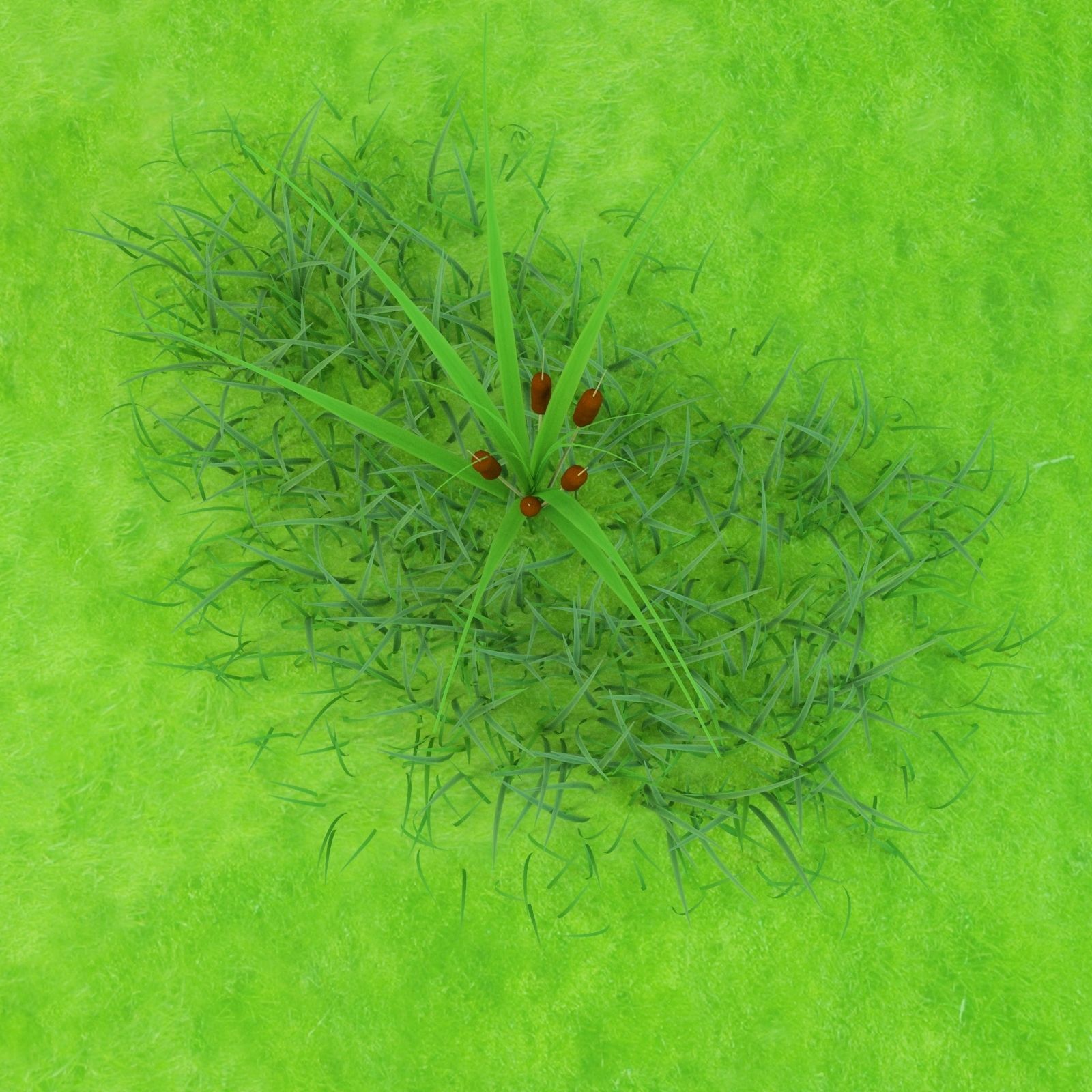 Cattail Low-poly 3D model grass in field Low-poly 3D model_1