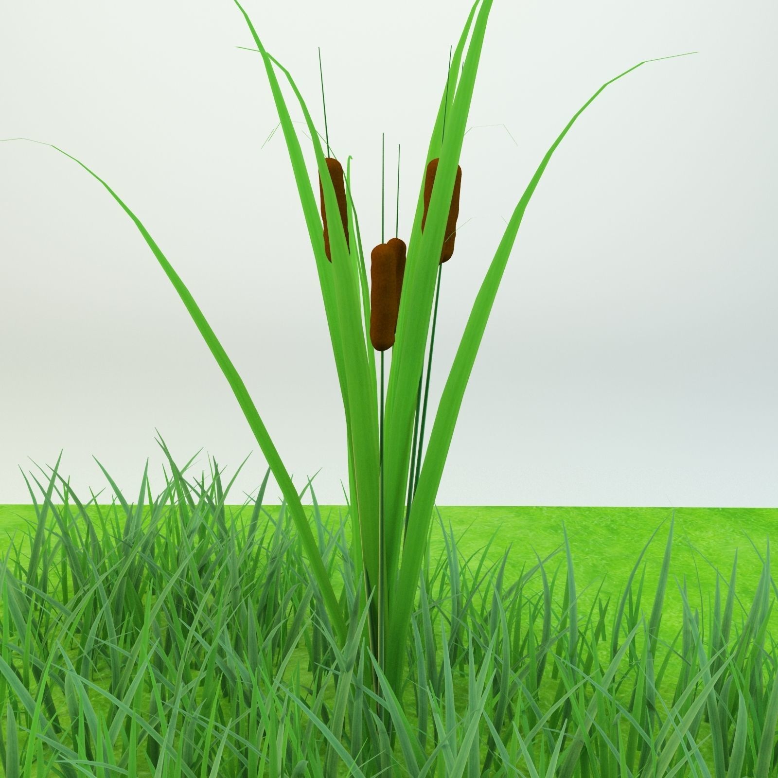 Cattail Low-poly 3D model grass in field Low-poly 3D model_2