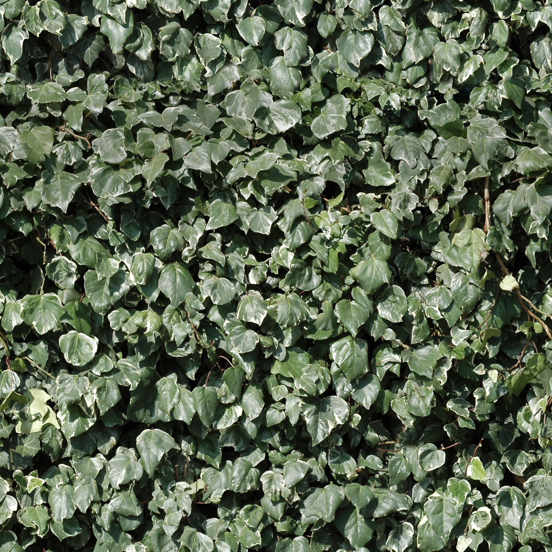 Cartoon Trees LowPoly Pack Low-poly 3D model Low-poly 3D model_6