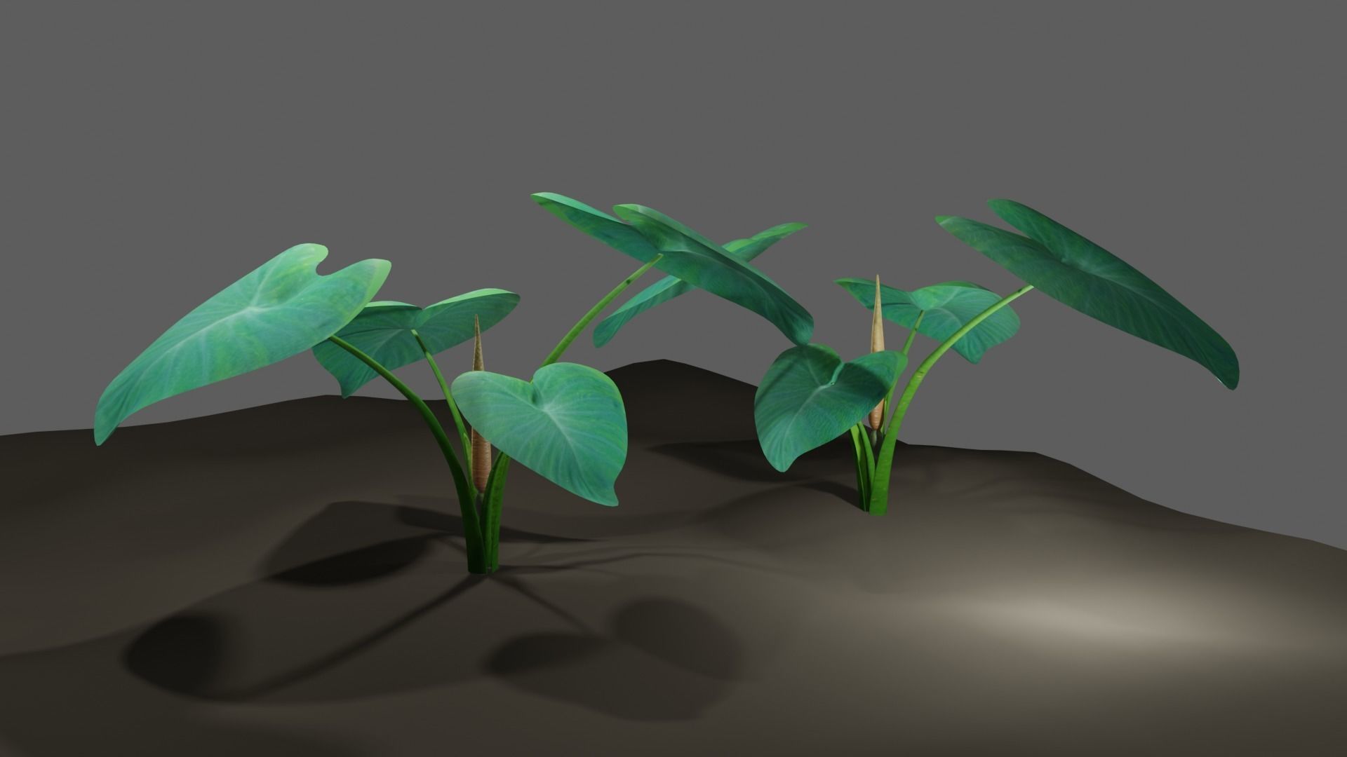 Kachu Tree 3D model animated 3D model_6