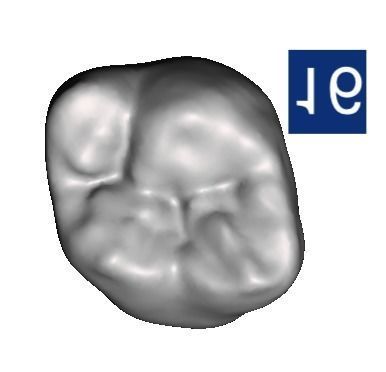 D002 Teeth Library for MeshMixer 3D print model_10