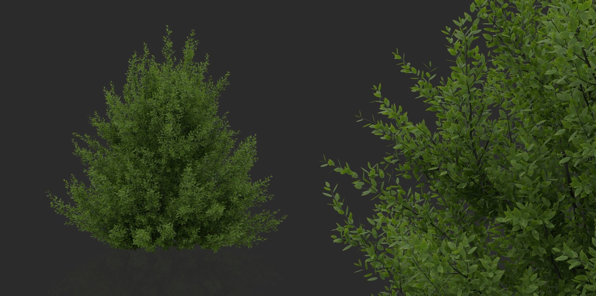 Hedges and Shrubs Pack 3D model_9