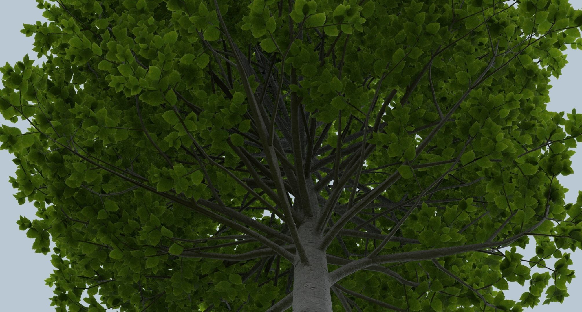 European Hornbeam Trees 3D model_3