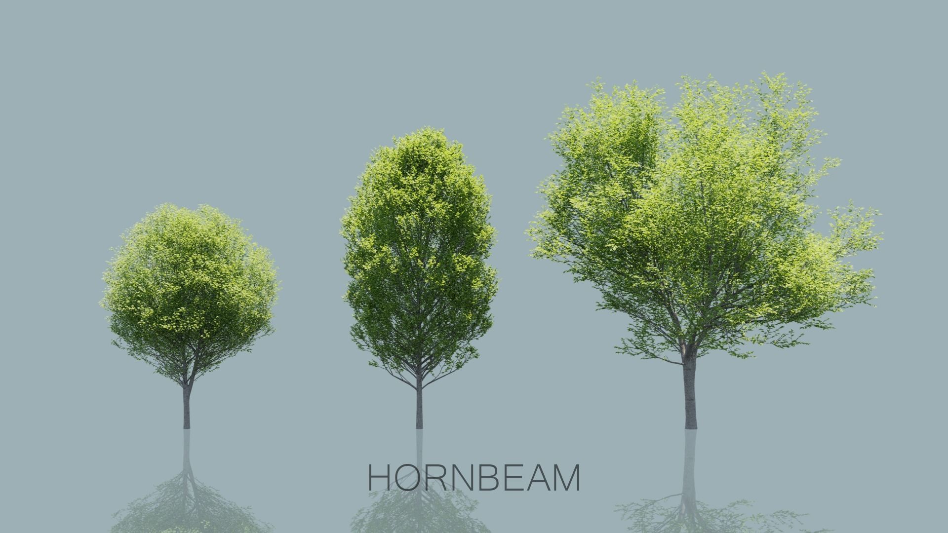 European Hornbeam Trees 3D model_6