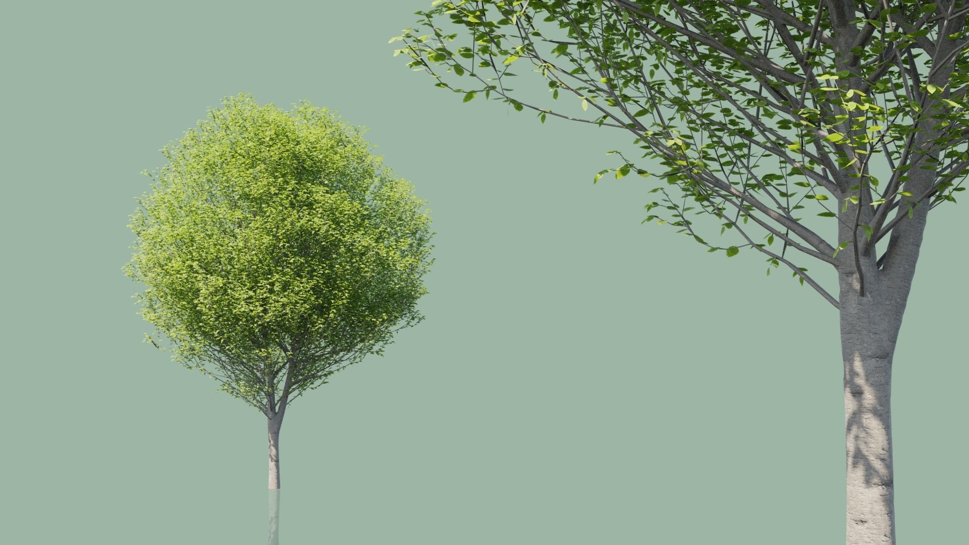 European Hornbeam Trees 3D model_5