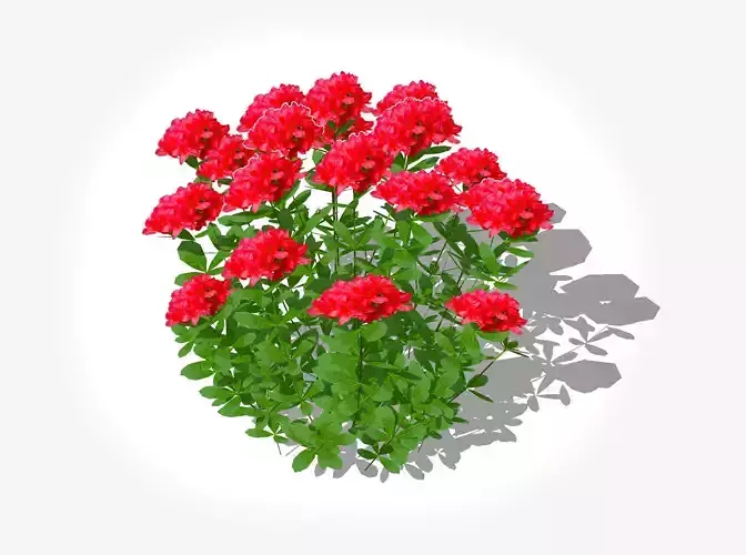 Azalea - Rhododendron - Red